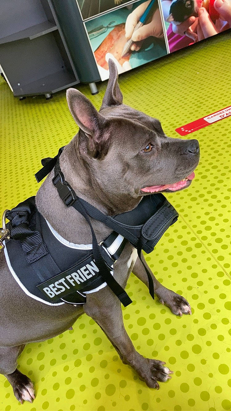 Mafia a rejoint le concours — aidez-le/la à gagner de superbes lots ! canidae, carnivore, collar, companion_dog, dog, dog_breed, dog_collar, dog_supply, fashion_accessory, fawn, guard_dog, leash, non_sporting_group, office_supplies, pattern, pet_supply, snout, sporting_group, working_animal, working_dog