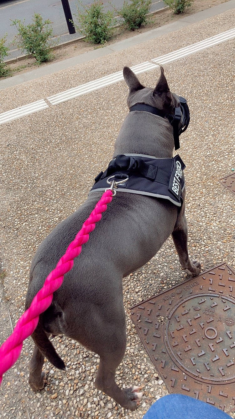 Mafia participe au concours pour gagner de l'argent avec cette photo : asphalt, carnivore, collar, companion_dog, dog, dog_breed, dog_collar, dog_supply, fawn, fender, horse_tack, leash, liver, pet_supply, road_surface, sidewalk, snout, sporting_group, tail, working_animal