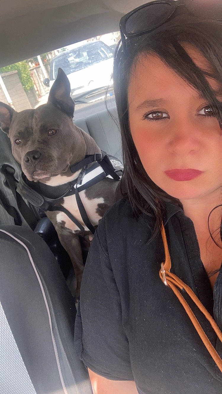 Mafia participe au concours pour gagner de l'argent avec cette photo : carnivore, companion_dog, cool, dog, dog_breed, ear, eye, eyelash, eyewear, fawn, gesture, hair, happy, head, long_hair, skin, snout, street_fashion, toy_dog, working_animal