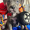 puppy, dog, heterochromia, blue_eye, brown_eye, plush_toy, rope_toy, bed, blanket, collar, tag, indoor, pet, cute, animal, fur, sitting, close_up, young, playful