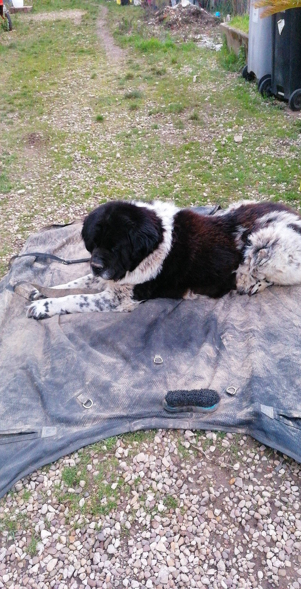 Fenix participe au concours pour gagner de l'argent avec cette photo : border_collie, canidae, carnivore, companion_dog, dog, dog_breed, fur, grass, gun_dog, herding_dog, plant, rock, snout, soil, spaniel, sporting_group, tail, terrestrial_animal, water_dog, working_animal