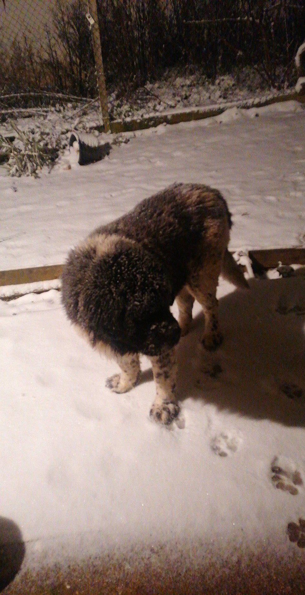 Fenix a rejoint le concours — aidez-le/la à gagner de superbes lots ! canidae, carnivore, dog, dog_breed, event, fawn, freezing, fur, lakeland_terrier, snout, snow, soil, sporting_group, tail, terrestrial_animal, terrier, water_dog, wildlife, winter, working_animal