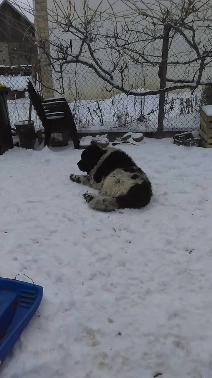 Fenix participe au concours pour gagner de l'argent avec cette photo : canidae, carnivore, dog, dog_breed, event, freezing, frost, fur, plant, precipitation, recreation, snout, snow, sporting_group, tree, twig, wildlife, winter, winter_storm