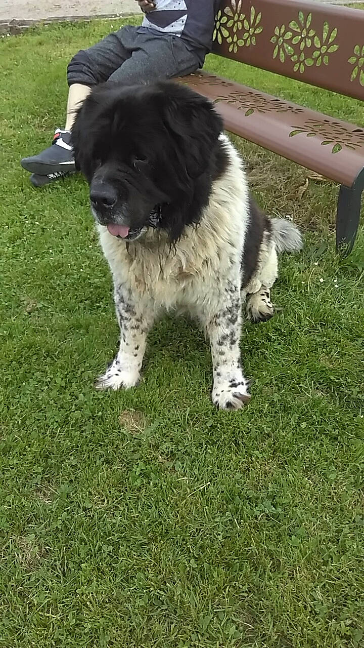 Fenix participe au concours pour gagner de l'argent avec cette photo : carnivore, companion_dog, dog, dog_breed, fence, fur, grass, herding_dog, liver, non_sporting_group, plant, soil, spaniel, sporting_group, tail, toy_dog, working_animal, working_dog