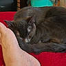 cat, sleeping_cat, gray_cat, red_blanket, foot, painted_toenails, indoor, cozy, resting, close_up, pet, animal, feline, relaxation, soft_texture, domestic, companion, quiet, curled_up, snuggling