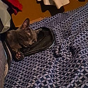Diesel is registered to the contest to win money with this photo: cat, sleeping, shoe, bed, blanket, patterned_bedspread, gray_cat, cozy, indoor, nap, pet, feline, resting, paw, furniture, textile, relaxation, animal, cute, warm_lighting
