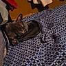 cat, sleeping, shoe, bed, blanket, patterned_bedspread, gray_cat, cozy, indoor, nap, pet, feline, resting, paw, furniture, textile, relaxation, animal, cute, warm_lighting