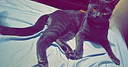 Diesel is registered to the contest to win money with this photo: alert, animal, bed, cat, closeup, cute, domestic_cat, feline, fur, gray_cat, indoor, lying_down, paws, pet, portrait, relaxed, resting, sheet, tail, whiskers