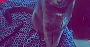 Diesel is registered to the contest to win money with this photo: cat, gray_cat, yellow_eyes, indoor, blanket, patterned_blanket, remote_control, tv_screen, living_room, pet, feline, curious, sitting, cozy, domestic_animal, fur, whiskers, ears, eyes, home