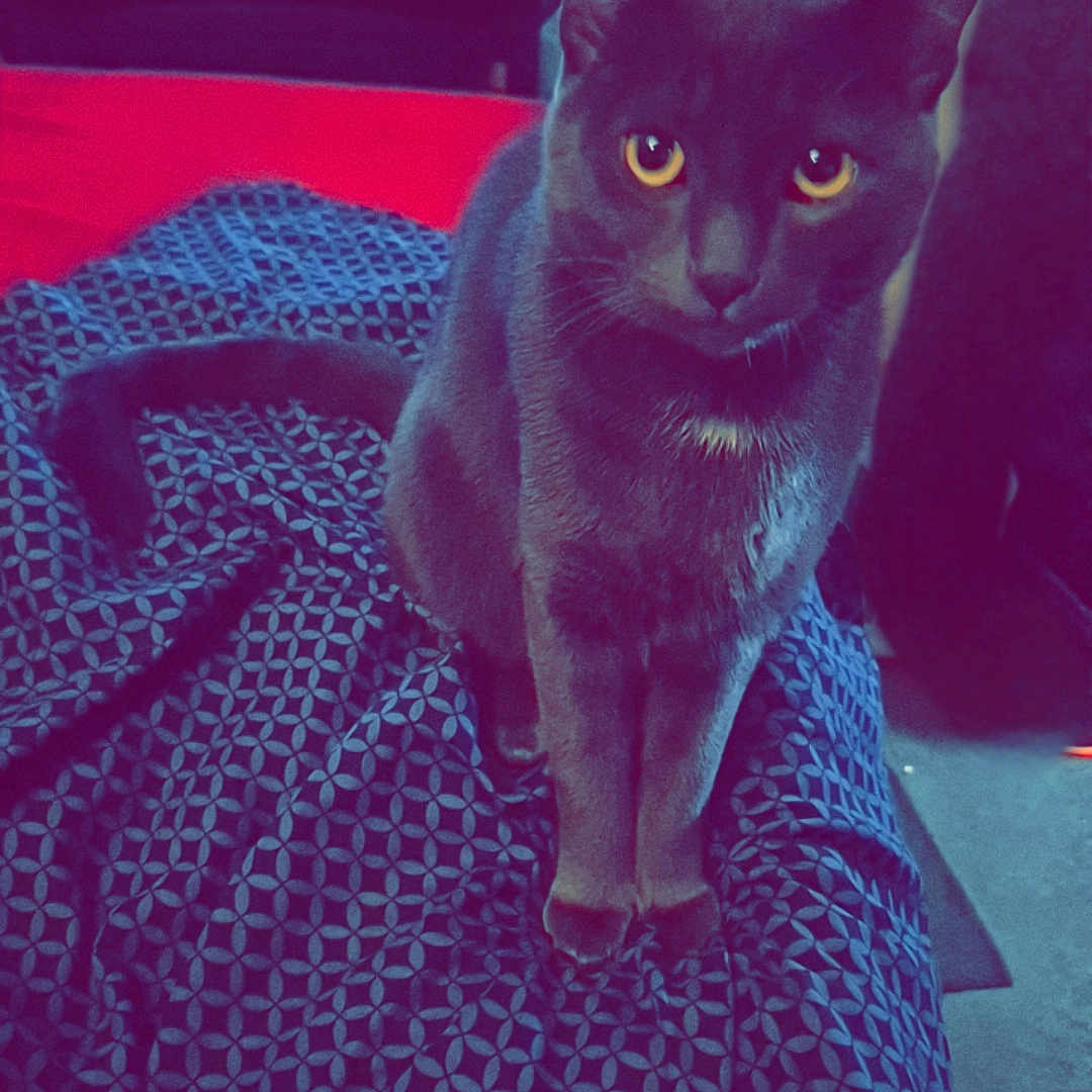 Diesel