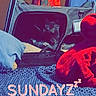Diesel joined the competition — help win amazing prizes! cat, pet_carrier, blanket, fabric, indoor, cozy, hammock, colorful, red, blue, soft, resting, feline, cute, relaxation, text_overlay, sleeping, home, comfort, animal