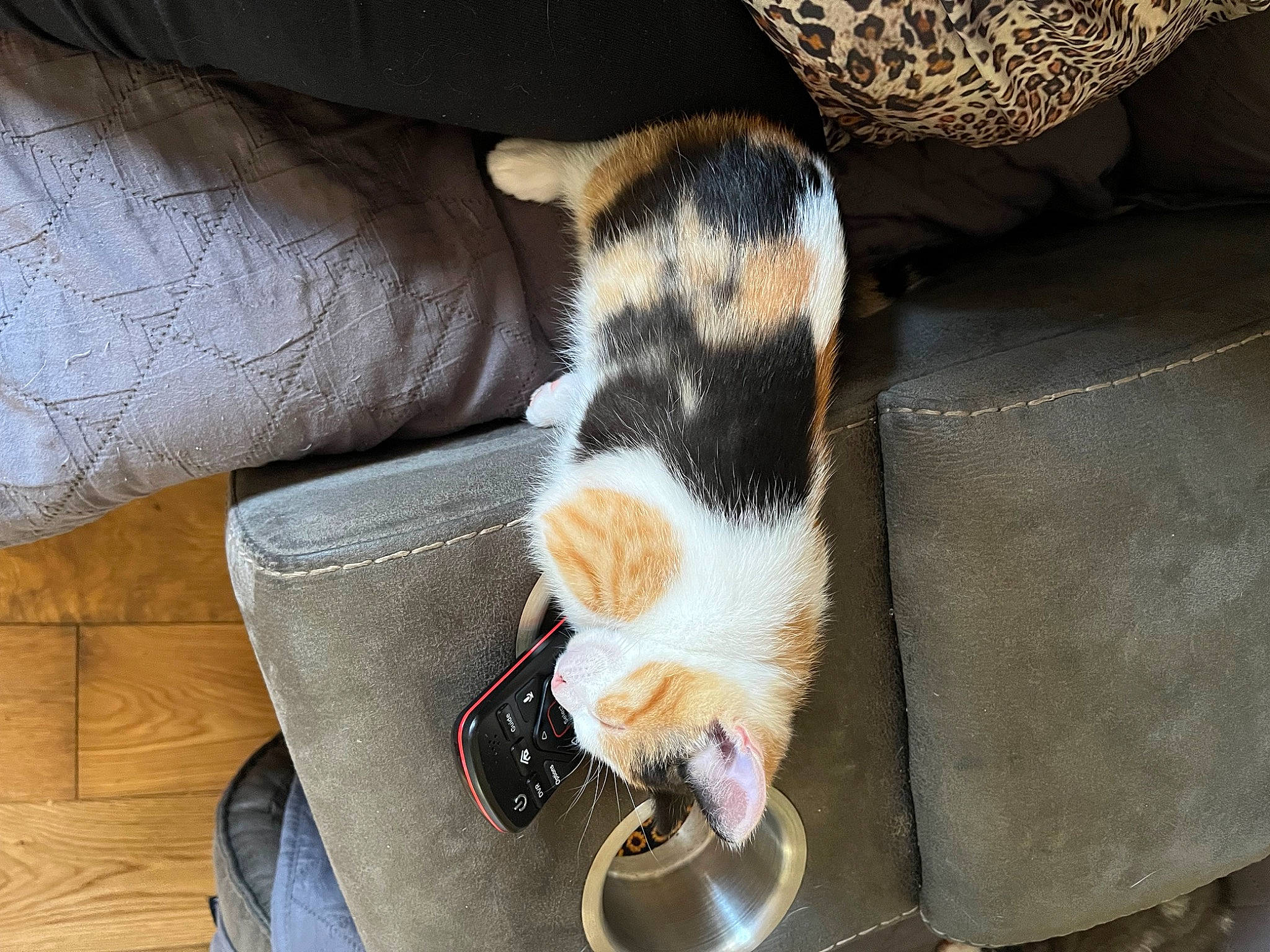 Patches joined the competition — help win amazing prizes! canidae, carnivore, cat, cat_supply, claw, comfort, companion_dog, couch, dog_breed, domestic_short_haired_cat, fawn, felidae, human_leg, lap, paw, small_to_medium_sized_cats, snout, sporting_group, tail, whiskers