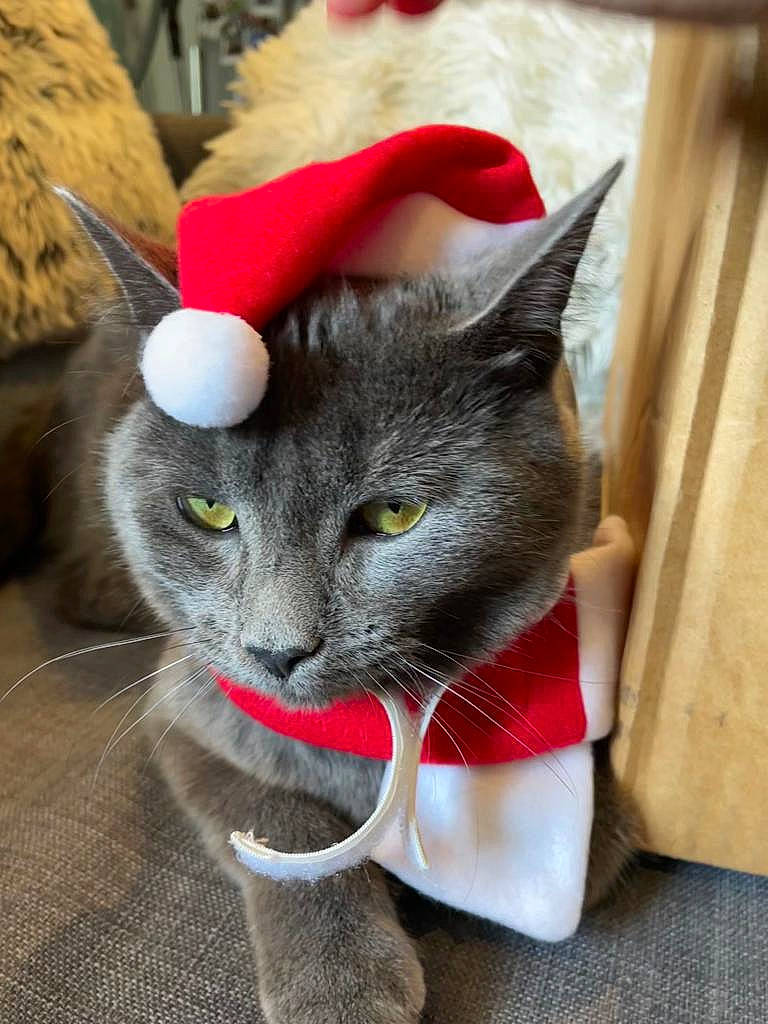 Gina participe au concours pour gagner de l'argent avec cette photo : carnivore, cat, cat_supply, cat_toy, claw, collar, comfort, domestic_short_haired_cat, felidae, fur, grey, paw, pet_supply, russian_blue, small_to_medium_sized_cats, snout, tail, terrestrial_animal, whiskers, wood