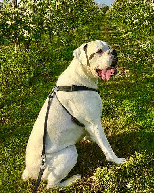 Harry joined the competition — help win amazing prizes! canidae, carnivore, collar, companion_dog, dog, dog_breed, dog_collar, fawn, grass, molosser, pet_supply, plant, sky, snout, sporting_group, tail, tree, working_animal, working_dog, wrinkle