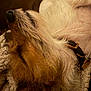 Sprout joined the competition — help win amazing prizes! dog, pet, sleeping, fur, collar, blanket, cozy, closeup, resting, indoor, brown, white, texture, animal, canine, comfort, relaxed, soft, warm, sleep