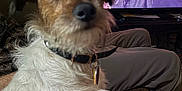 Sprout is registered to the contest to win money with this photo: dog, scruffy, couch, collar, television, people, indoor, living_room, watching_tv, seated, brown, white_fur, pet, animal, home, furniture, relaxed, blurred_background, casual, happy_faces