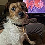 dog, scruffy, couch, collar, television, people, indoor, living_room, watching_tv, seated, brown, white_fur, pet, animal, home, furniture, relaxed, blurred_background, casual, happy_faces