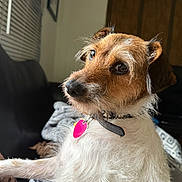 Sprout joined the competition — help win amazing prizes! dog, pet, couch, indoor, close_up, fur, collar, tag, relaxed, brown, white, cozy, window, home, portrait, canine, whiskers, animal, companion, furry