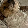 Sprout is registered to the contest to win money with this photo: dog, pet, fur, close_up, relaxed, scruffy, lying_down, cozy, indoor, animal, mammal, whiskers, snout, soft_light, texture, companion, cute, resting, brown, white