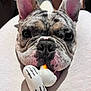 Peewee joined the competition — help win amazing prizes! dog, french_bulldog, close_up, pet, animal, chewing, toy, ear, snout, canine, resting, cute, brindle, black_nose, whiskers, indoor, fabric, white_toy, playful, expression