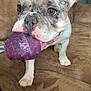 Peewee is registered to the contest to win money with this photo: dog, french_bulldog, toy, purple, couch, pet, animal, indoor, playful, closeup, brown, fur, ears, snout, mouth, paw, looking, chewing, companion, cute