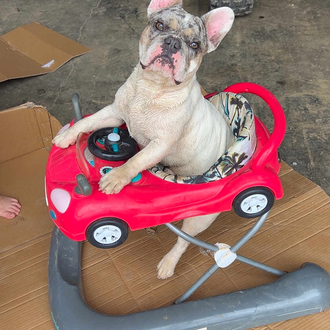Peewee joined the competition — help win amazing prizes! animal, baby_walker, cardboard, companion, curious, cute, dog, domestic, ears, floor, french_bulldog, garage, indoor, looking_up, pet, playful, red, seated, toy_car, white
