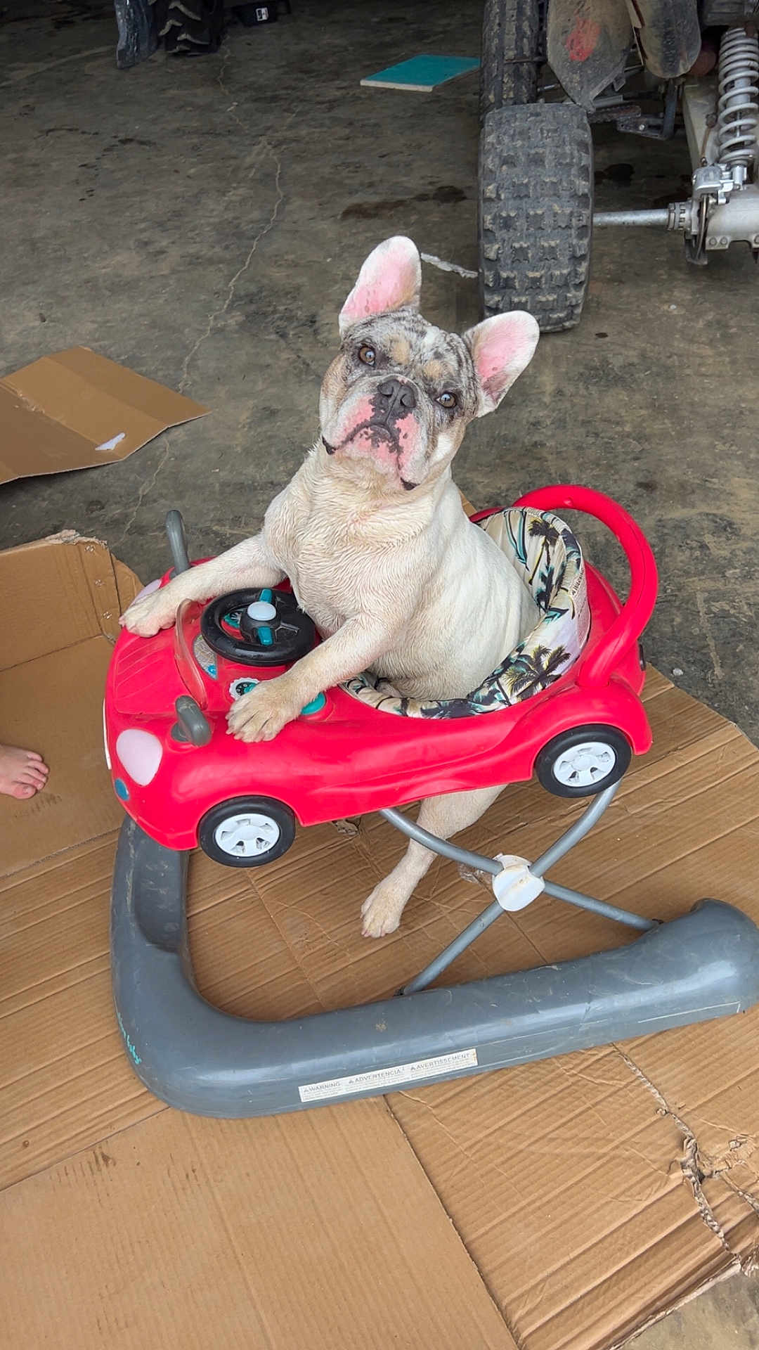 Peewee joined the competition — help win amazing prizes! dog, french_bulldog, baby_walker, red, cardboard, indoor, toy_car, pet, cute, animal, floor, garage, curious, seated, white, ears, looking_up, playful, domestic, companion