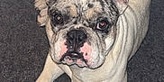 Peewee joined the competition — help win amazing prizes! dog, french_bulldog, pet, animal, ears, carpet, indoor, looking_up, paws, face, cute, brown, white, fur, canine, companion, domestic, resting, alert, expression
