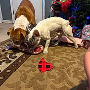 Peewee joined the competition — help win amazing prizes! dog, brown_dog, white_dog, carpet, floor, door, christmas_tree, holiday, gift_wrap, table, decorations, indoor, pet, curious, sniffing, animal, home, festive, present, room