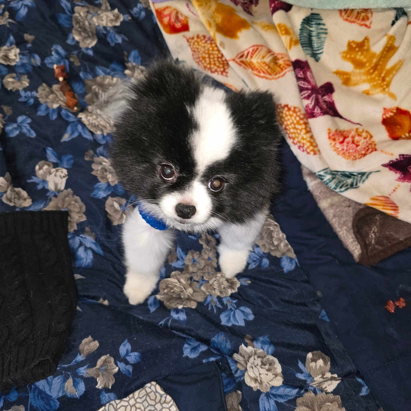 Skibbles is registered to the contest to win money with this photo: animal, bed, bedroom, blanket, canine, clothing, cockerspaniel, dog, dress, eskimodog, fashion, formalwear, furniture, gown, indoors, papillon, pet, puppy, quilt, terrier