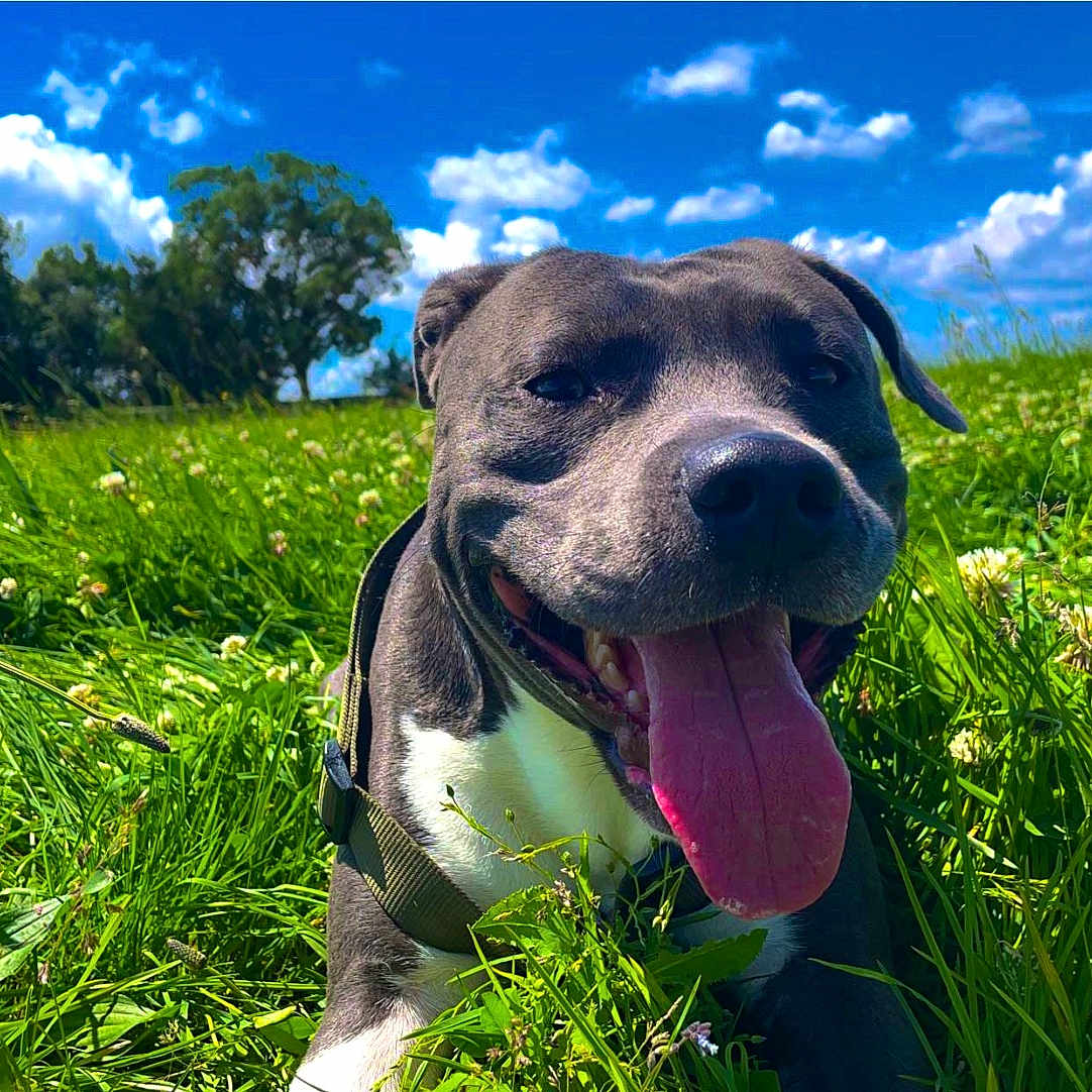 Tosca a rejoint le concours — aidez-le/la à gagner de superbes lots ! animal, ball, canine, cloud, dog, field, grass, grassland, green, nature, outdoors, pet, plant, puppy, sky, sport, summer, tennis, tree, vegetation