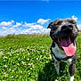 Tosca a rejoint le concours — aidez-le/la à gagner de superbes lots ! animal, canine, cloud, countryside, dog, field, grass, grassland, green, meadow, nature, outdoors, park, pet, plant, puppy, rural, sky, summer, vegetation