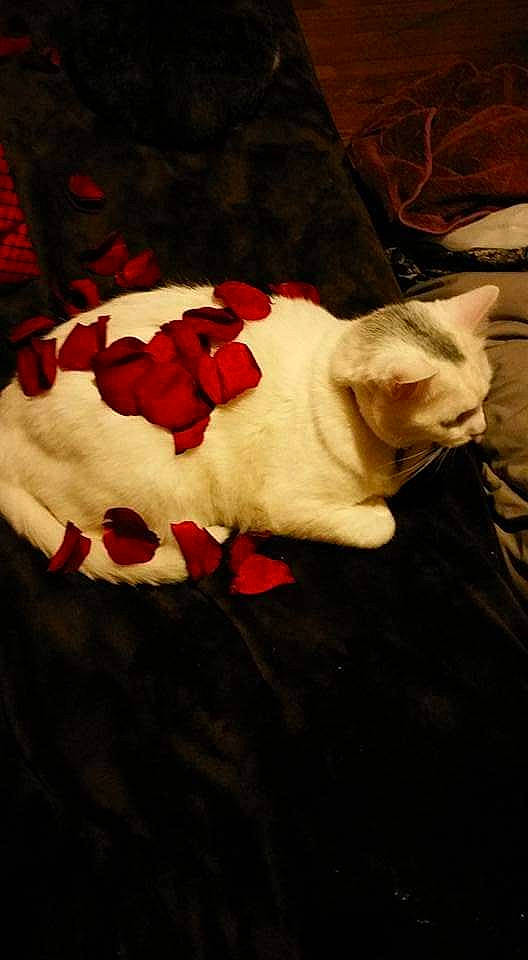 Whitey is registered to the contest to win money with this photo: canidae, carmine, carnivore, cat, comfort, dog_breed, domestic_short_haired_cat, fawn, felidae, flower, fur, head, linens, paw, petal, rose, small_to_medium_sized_cats, tail, whiskers, wood