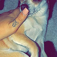 Keya a rejoint le concours — aidez-le/la à gagner de superbes lots ! dog, chihuahua, small_dog, tan, white, pet, animal, lying_down, blanket, hand, fingernail, tattoo, close_up, indoor, cute, cozy, nose, paw, relaxed, soft