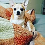 Keya participe au concours pour gagner de l'argent avec cette photo : dog, chihuahua, blanket, bed, cozy, small_dog, pet, indoor, furry, animal, cute, resting, window, fur, ears, curious, warm, comfort, relaxed, home