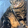 cat, tabby, fluffy, pet, animal, sleeping, tongue_out, couch, indoor, feline, relaxed, fur, whiskers, closeup, cute, domestic_animal, striped, resting, cozy, companion