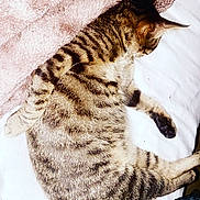 Crotinette a rejoint le concours — aidez-le/la à gagner de superbes lots ! animal, bed, blanket, cat, comfort, cozy, cute, domestic, feline, fur, indoor, paw, pet, relaxed, resting, sleeping, soft, striped, tabby, whiskers