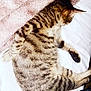 animal, bed, blanket, cat, comfort, cozy, cute, domestic, feline, fur, indoor, paw, pet, relaxed, resting, sleeping, soft, striped, tabby, whiskers