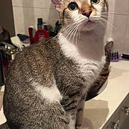 Professeur is registered to the contest to win money with this photo: cat, tabby_cat, pet, animal, indoor, bathroom, counter, mirror, fur, whiskers, ears, curious, sitting, domestic_cat, close_up, feline, cute, looking_up, household, mammal