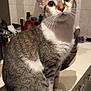 cat, tabby_cat, pet, animal, indoor, bathroom, counter, mirror, fur, whiskers, ears, curious, sitting, domestic_cat, close_up, feline, cute, looking_up, household, mammal
