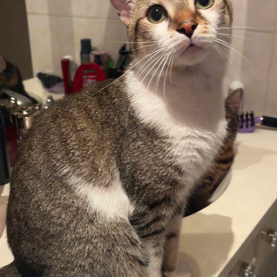 Professeur is registered to the contest to win money with this photo: animal, bathroom, cat, close_up, counter, curious, cute, domestic_cat, ears, feline, fur, household, indoor, looking_up, mammal, mirror, pet, sitting, tabby_cat, whiskers