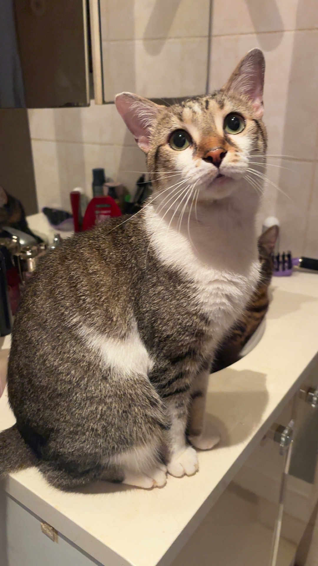 Professeur is registered to the contest to win money with this photo: cat, tabby_cat, pet, animal, indoor, bathroom, counter, mirror, fur, whiskers, ears, curious, sitting, domestic_cat, close_up, feline, cute, looking_up, household, mammal