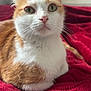 animal, blanket, cat, closeup, cozy, cute, domestic_cat, ears, feline, fur, indoor, orange_cat, pet, portrait, red_blanket, relaxed, resting, soft, whiskers, white_cat