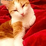 Bogota a rejoint le concours — aidez-le/la à gagner de superbes lots ! cat, orange_cat, white_cat, pet, animal, feline, resting, sleepy, blanket, red_blanket, indoor, cozy, fur, cute, relaxed, closeup, whiskers, ears, paw, bedroom