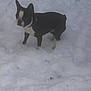 alert, animal, black_and_white, canine, cold, companion, curious, dog, fur, mammal, nature, outdoor, pet, playful, small_dog, snow, snowy_ground, standing, winter, winter_climate
