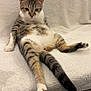 animal, cat, cozy, cute, domestic_cat, feline, fur, indoor, legs_outstretched, lounging, paws, pet, relaxed, resting, sitting, soft_texture, striped, tabby, whiskers, white_blanket