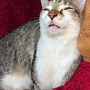 Professeur a rejoint le concours — aidez-le/la à gagner de superbes lots ! cat, tabby, white_fur, orange_cat, fluffy_blanket, red_blanket, pet, feline, relaxed, comfort, close_up, indoor, resting, sleepy, whiskers, cute, animal, cozy, soft_texture, domestic_cat