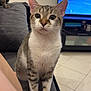 Professeur a rejoint le concours — aidez-le/la à gagner de superbes lots ! cat, tabby_cat, indoor, couch, furniture, floor, television, pet, animal, curious, sitting, looking, whiskers, ears, fur, eyes, home, living_room, tile_floor, domestic_animal