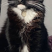 Enzo is registered to the contest to win money with this photo: alert, animal, black_and_white, cat, closeup, collar, cute, domestic_cat, face, feline, fluffy, fur, indoor, mustache, pendant, pet, portrait, sitting, whiskers, yellow_eyes
