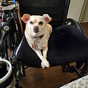 Jasmine Aka Jazzy joined the competition — help win amazing prizes! alert, animal, black_chair, collar, companion_animal, cream_fur, crossed_paws, cute, dog, front_facing, funny, home, indoors, medal, pet, portrait, sitting, small_dog, wheelchair, wood_floor